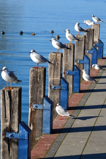 Mobirise Website Builder